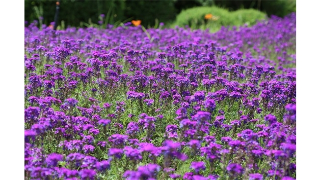 標(biāo)題：烏蘭木倫河景觀項(xiàng)目
瀏覽次數(shù)：18685
發(fā)表時(shí)間：2020-10-17